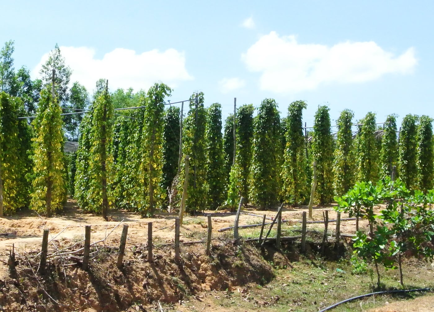 Phú Quốc pepper gardens